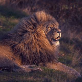 Lion Resting In Savanna