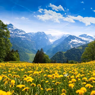 Mountain Meadow Filled With Dandelions