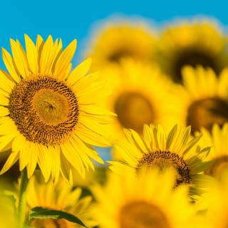 Vibrant Sunflower Close-Up In Sunlight