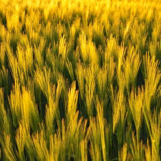 Sunlight Over Green Wheat Field