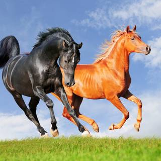 Beautiful Horses Running Wild