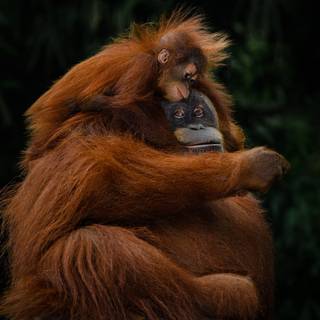 Sumatran Orangutan Endangered Species In Tropical Forests