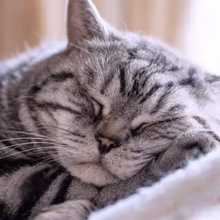 Pisică tabby de culoare gri cu blană scurtă dormind liniștită