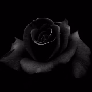 Black Flower Wallpaper HD