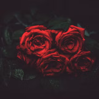 Red Dark Rose Wallpaper