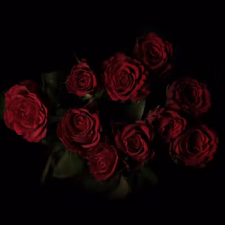  Red Dark Rose Wallpaper