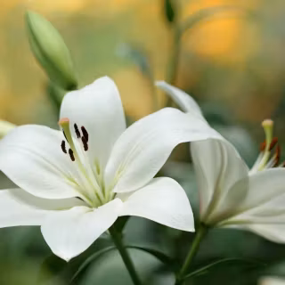 Lilies