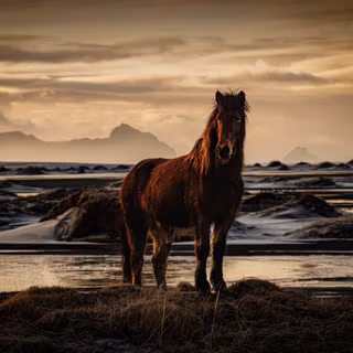 Horse
