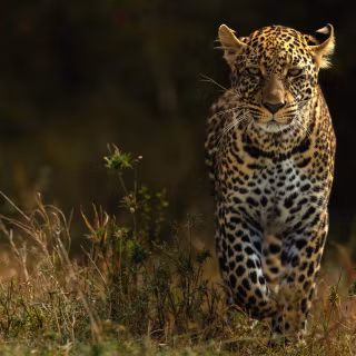 Wild Animal