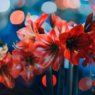 Amaryllis Flowers