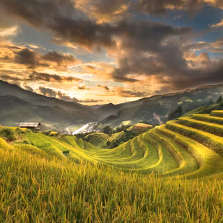 Rice Terraces Vietnam