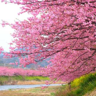 cherry blossm