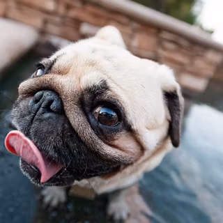 câine din rasa Pug