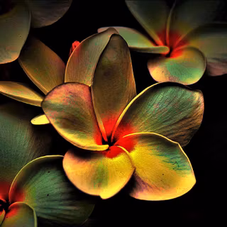 Dark Plumeria Flower Macro