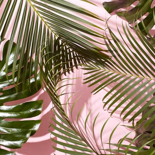 Tropical Green Monstera & Palm Leaves