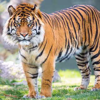 Panthera tigris tigris