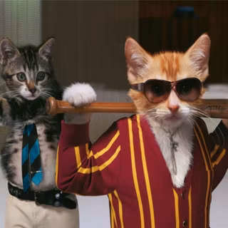 Funny cats