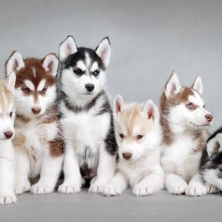 Husky kids wallpaper