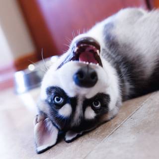 Husky baby home wallpaper