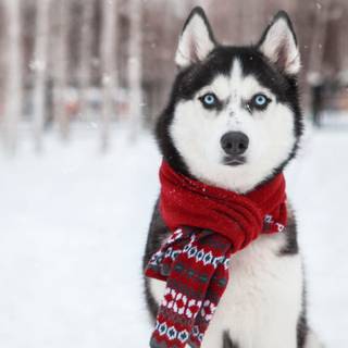 Husky dog/ my dog 