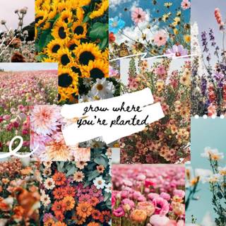 Cute Wallpapers