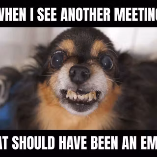 funny dog wallpaper