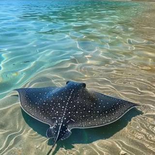 Stingray