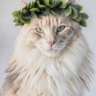 Roman crown cat phone wallpaper - AI-styled from a photo of my cat (more styles: furwall.kukukala.com)