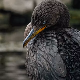 Double-Crested Cormorant