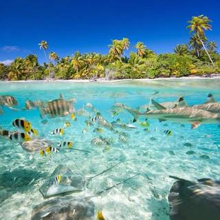 Stingray,fish,estetic,summer,Hawaii,Clearwater,beautifulll