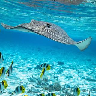 Stingray,fish,estetic,summer,Hawaii,Clearwater,beautifulll