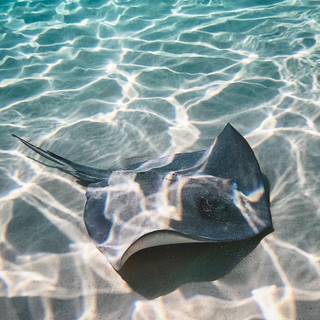 Clear water,stingray,Hawaii,estetic,ocean,beach