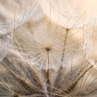 A detailed macro photograph capturing the intricate, feathery seed head of a dandelion. The image features soft, warm, golden hour sunlight filtering through the delicate, parachute-like structures, creating a translucent and ethereal effect against a gentle, blurred background.