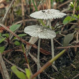 Dew-Kissed Wild Mushrooms in Morning Light | Photography by NUR-A-ALAM AKIB