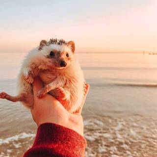 cute hedgehog