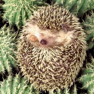 cute hedgehog