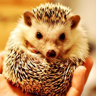 cute hedgehog