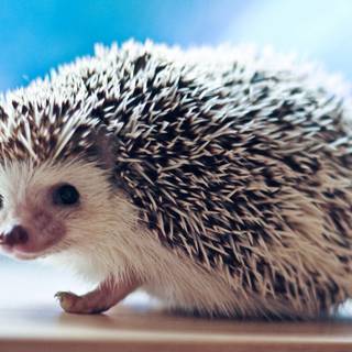 cute hedgehog