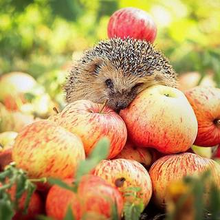 adorable hedgehog