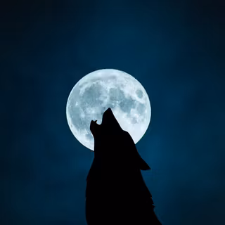 wolf