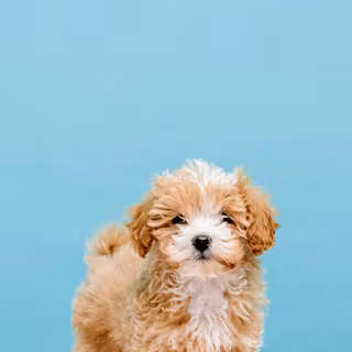Maltipoo