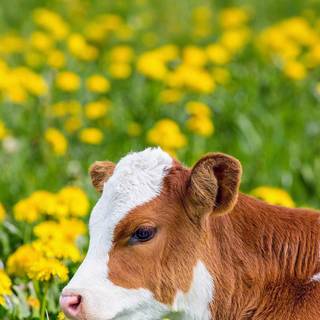 Baby Cow