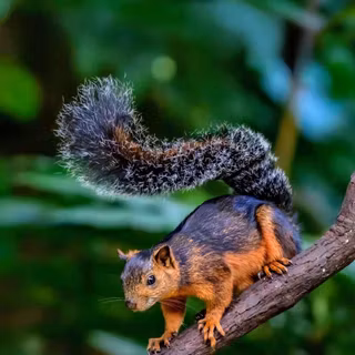 Squirrel
