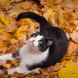 Fall cat