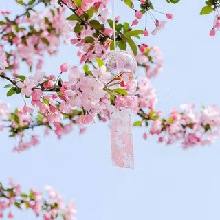 Cherry Blossoms