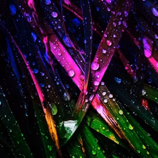 Blades of Grass