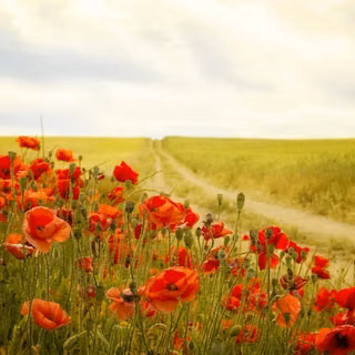 Field Dirt Road Summer Red Flower Flower