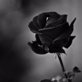 Black Rose