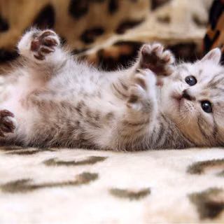 Cute cat
