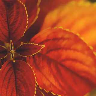 Frunzele vibrante ale unei plante de Coleus